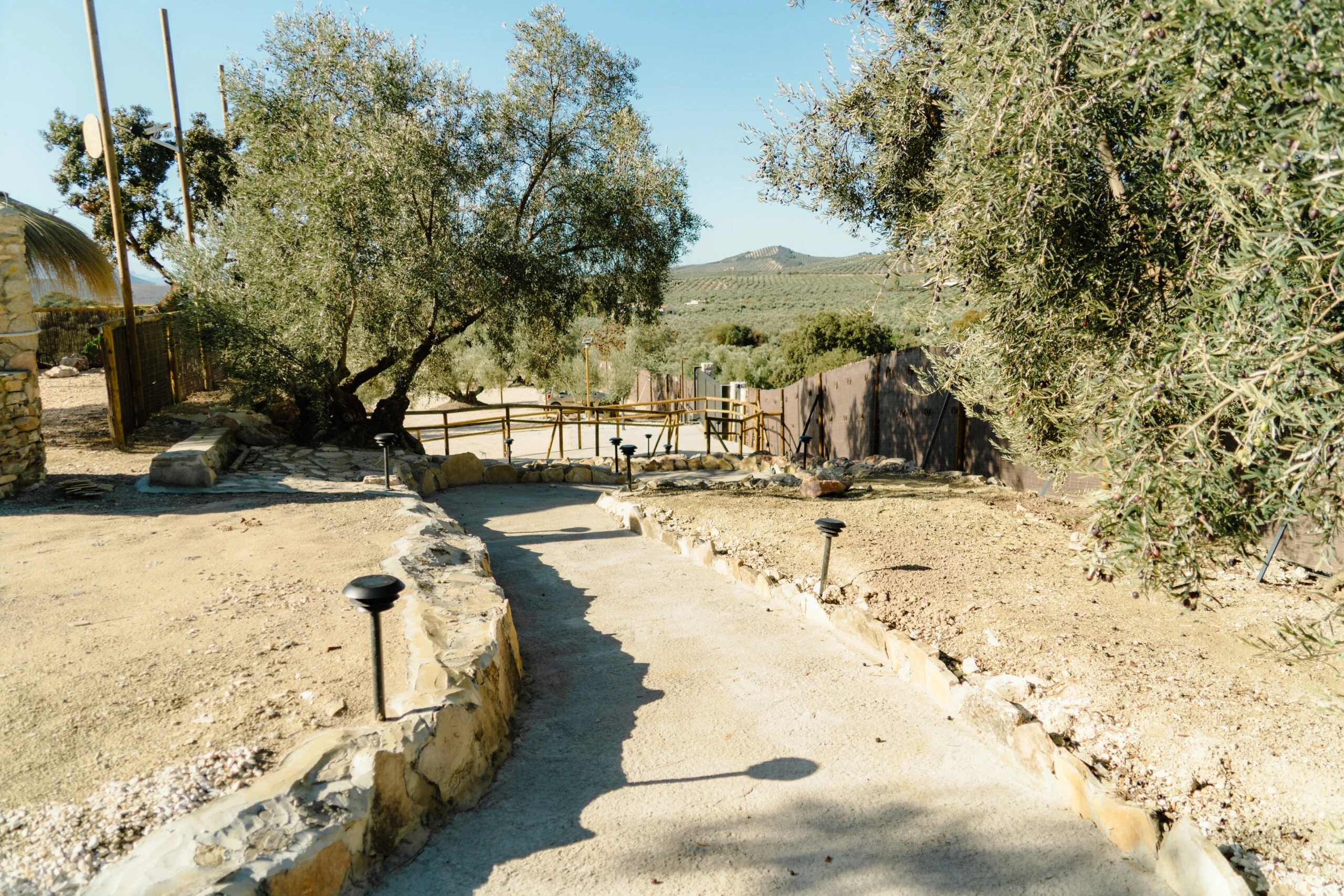 Sendero de entrada al glamping iluminado con balizas solares y rodeado de olivos centenarios